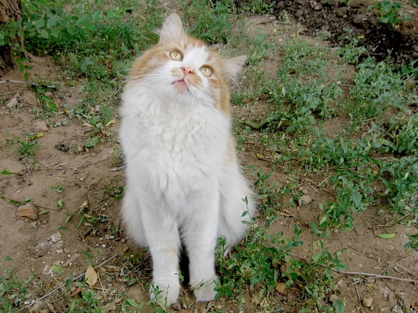 Мыслящая кошка — стоковое фото