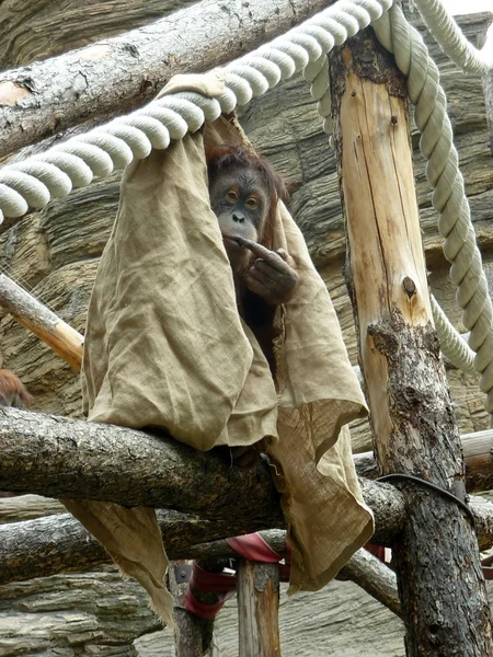 盖红毛猩猩 — 图库照片