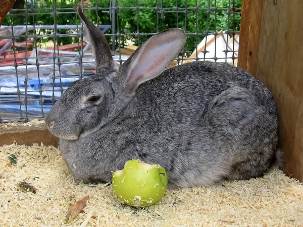 Elma ile tavşan — Stok fotoğraf