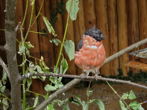 stock image Small bullfinch