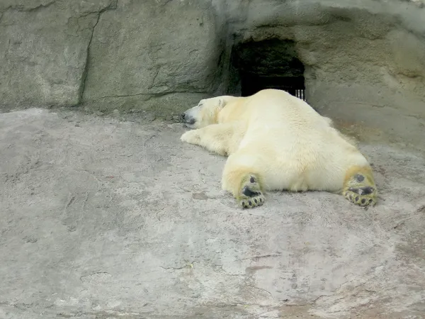 Snu biały niedźwiedź — Zdjęcie stockowe