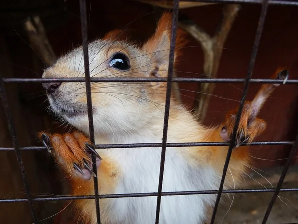 Squirrel in cage — Stock Photo, Image