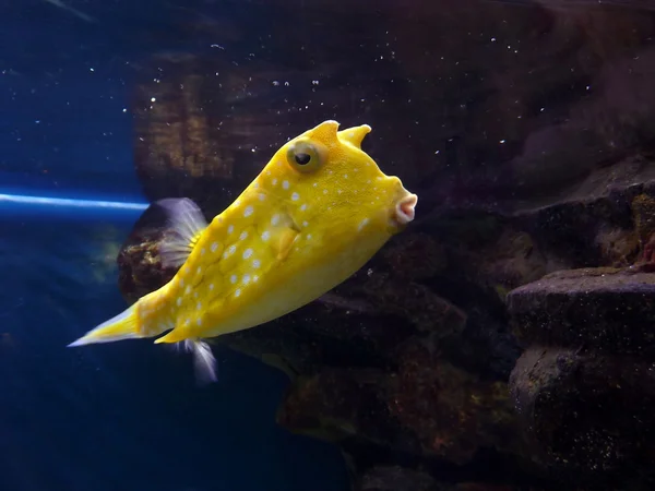 Gele fish — Stockfoto