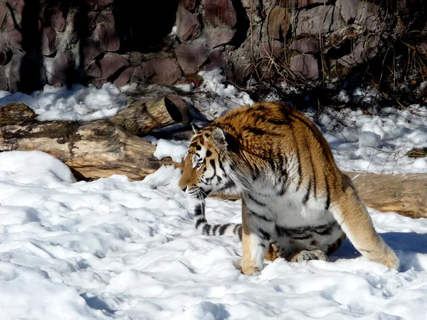 Tigre in movimento — Foto Stock