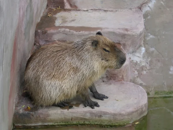 Één capibara — Stockfoto