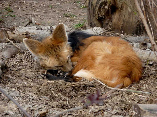 睡着的狐狸 — 图库照片