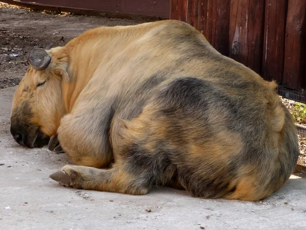 睡藏族羚牛 — 图库照片