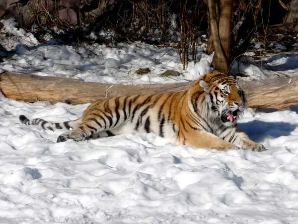 Tigre en la nieve —  Fotos de Stock