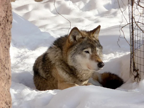Lobo na neve — Fotografia de Stock