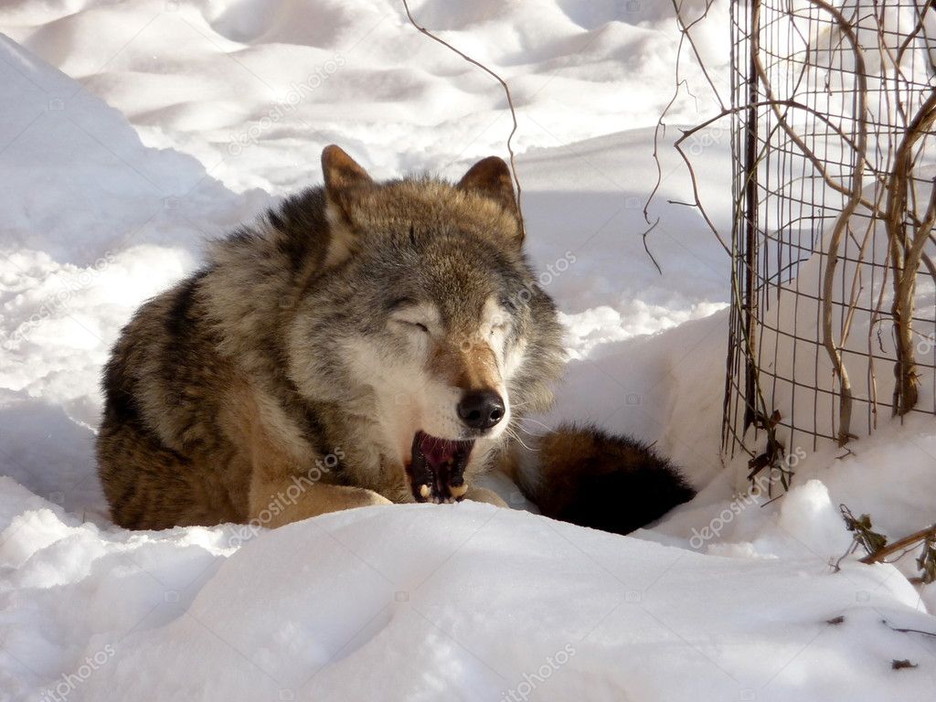 Jawing wolf on snow