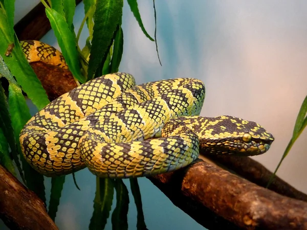 Yellow motley snake — Stock Photo, Image