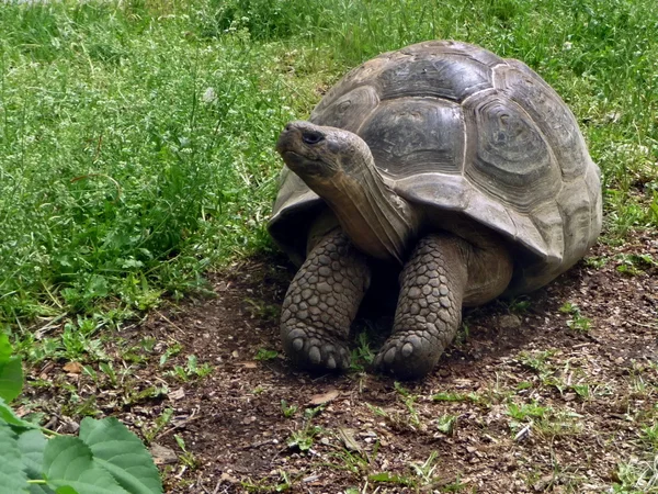 stock image Turtle