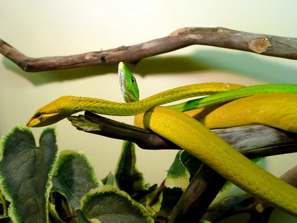 Two thin snakes — Stock Photo, Image