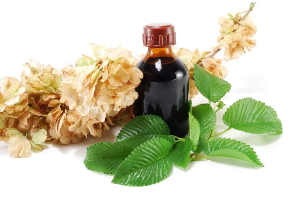 stock image Medicinal plant with a bottle