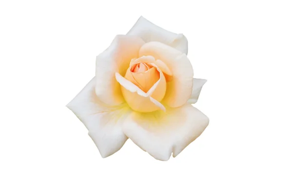 Rosa delicata — Foto Stock