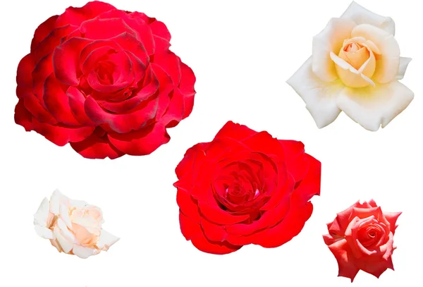Un conjunto de rosas —  Fotos de Stock