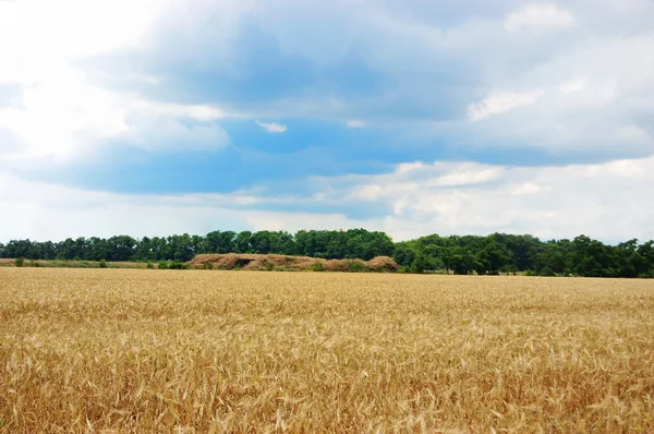 A field of mature wheat — Stock Photo, Image