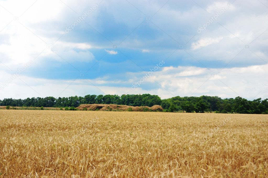A field of mature wheat