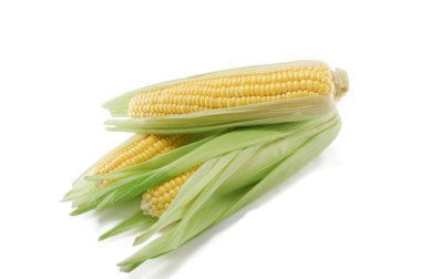 Corn ears clipart