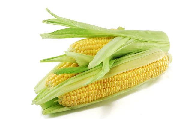 Corn ears — Stock Photo, Image