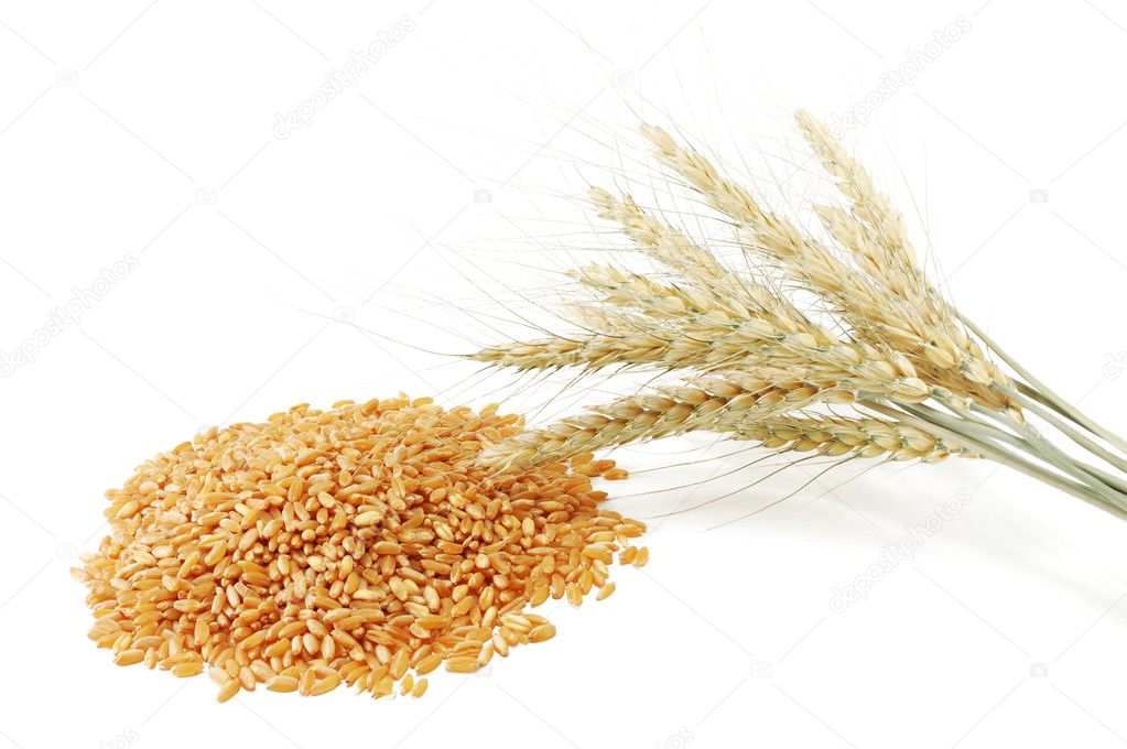 Grain and ear of wheat