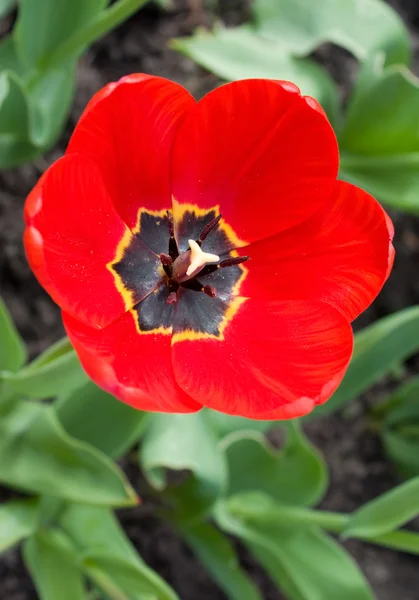 stock image Tulip