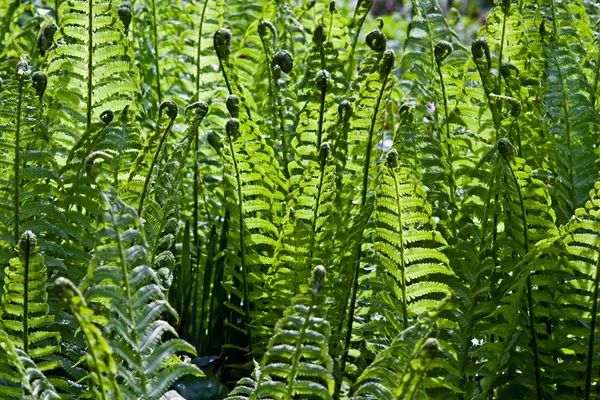 Fiddlehead fern Pictures, Fiddlehead fern Stock Photos &amp; Images | Depositphotos®