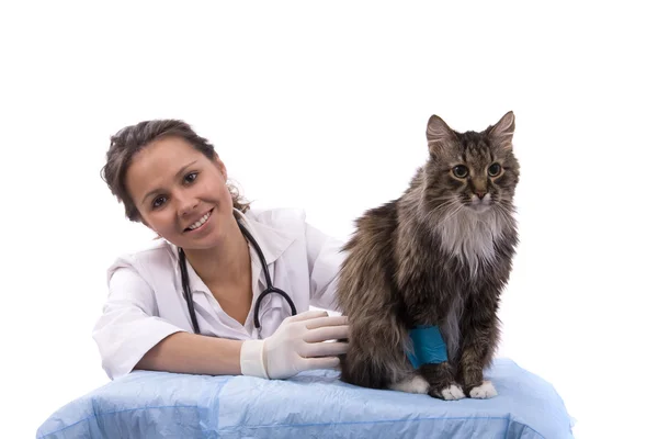 Vet ont examen chat avec mal à la jambe — Photo