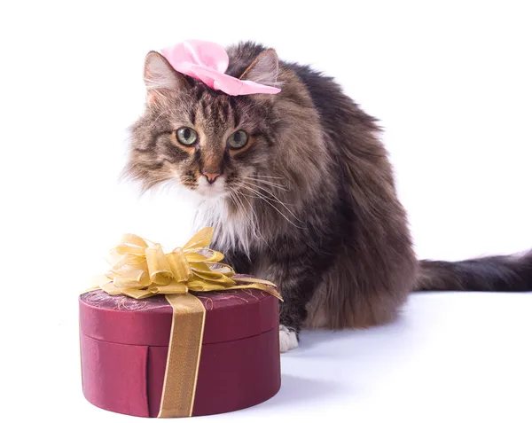 Katze mit Geschenk — Stockfoto