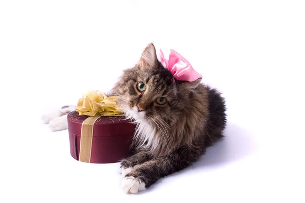 Kat met cadeau — Stockfoto