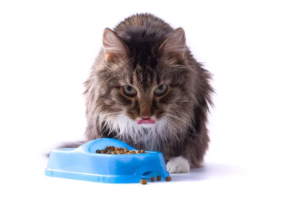 El gato está comiendo comida para mascotas — Foto de Stock