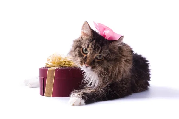 Kot z prezentem — Zdjęcie stockowe