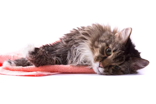 Gato está deitado na toalha de banho — Fotografia de Stock