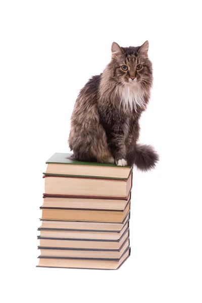 Gato marrom em um livro sobre fundo branco — Fotografia de Stock