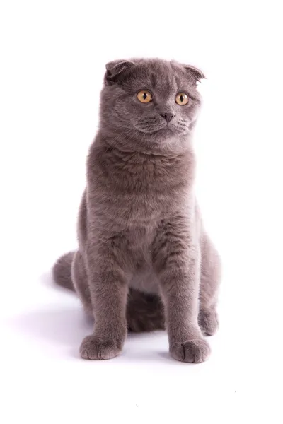 Skotská skládací kočka — Stock fotografie