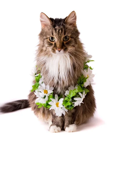Kat met garland — Stockfoto