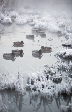 Ducks at winter lake clipart