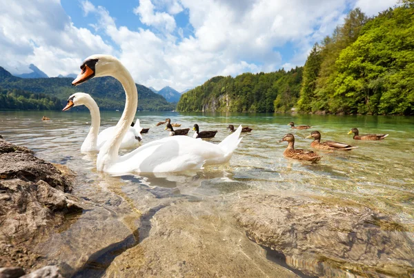 Alps lake with birds — Stock Photo, Image