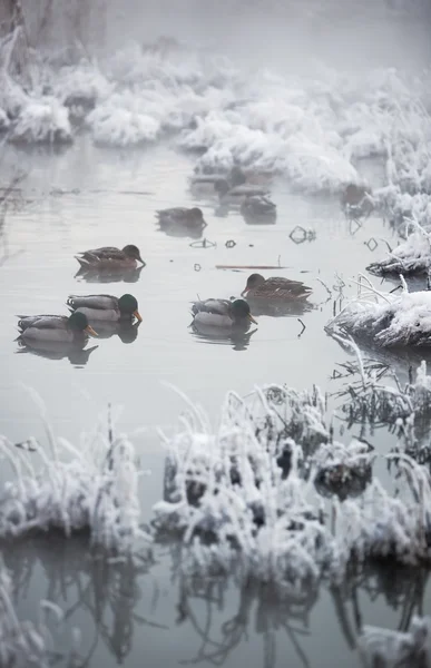 stock image Ducks at winter lake