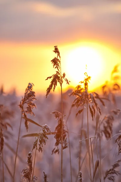 Висока трава на фоні заходу сонця — стокове фото