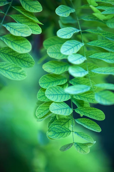 緑色の葉を抽象 — ストック写真