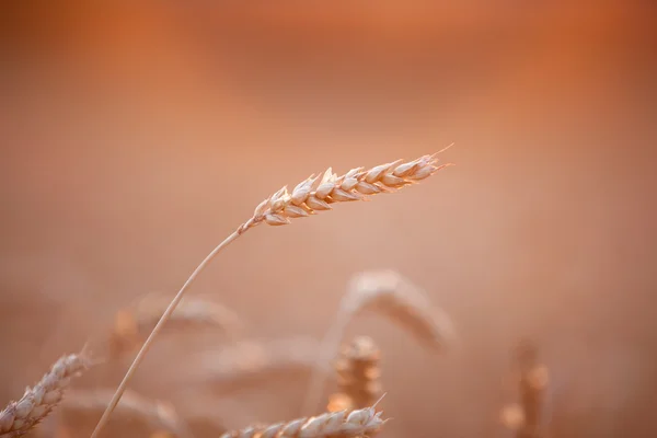 Éter de trigo — Fotografia de Stock