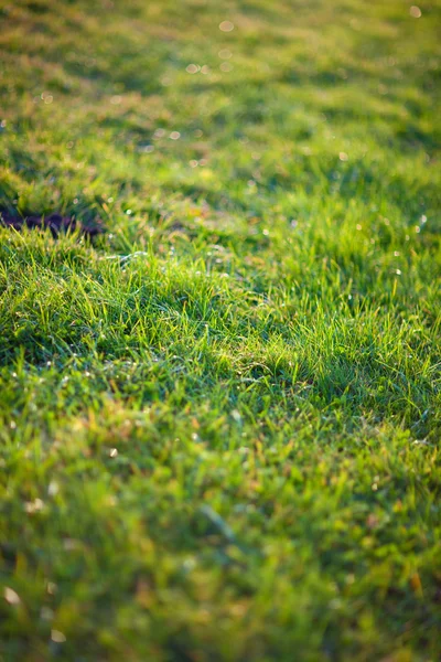 Morgon gräs — Stockfoto