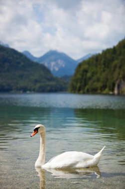 Alps lake with swan clipart