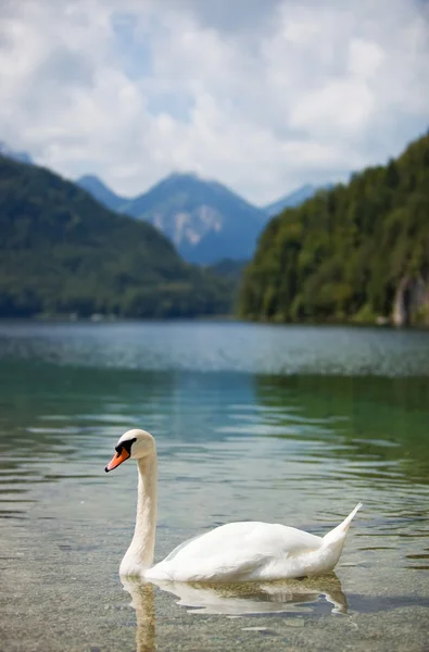stock image Alps lake with swan
