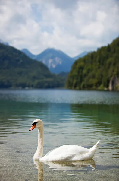 Stock image Alps lake with swan