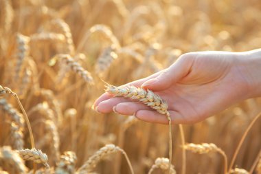 Woman hand with eer of wheat clipart