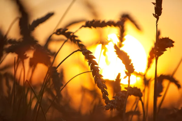 Eers pšenice — Stock fotografie