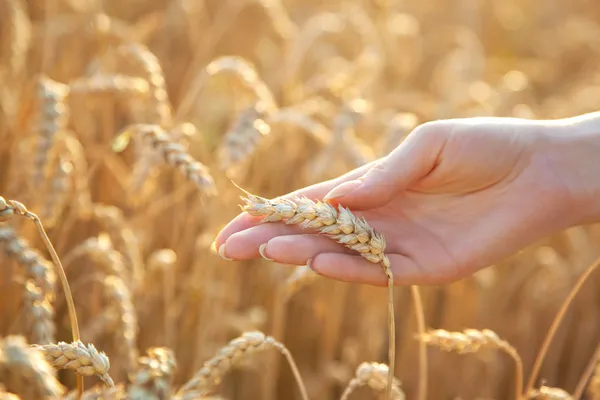 Женская рука с пшеницей — стоковое фото