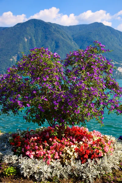 Hermoso árbol con flores — Foto de Stock